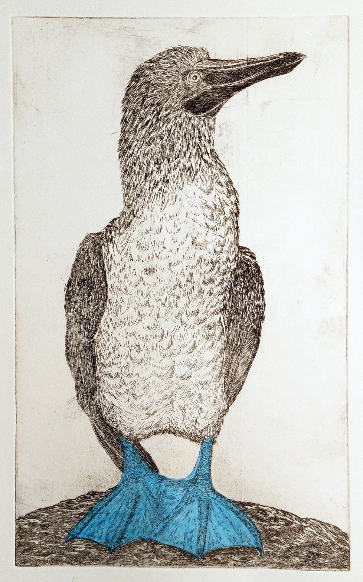 Blue Footed Booby Etching