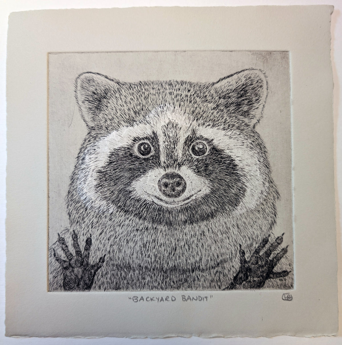 Raccoon Etching