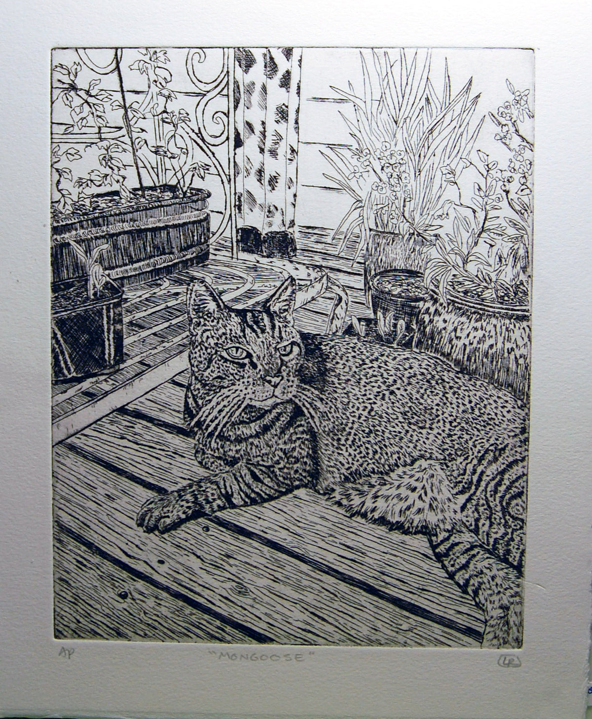 Mongoose the Tabby Cat Etching