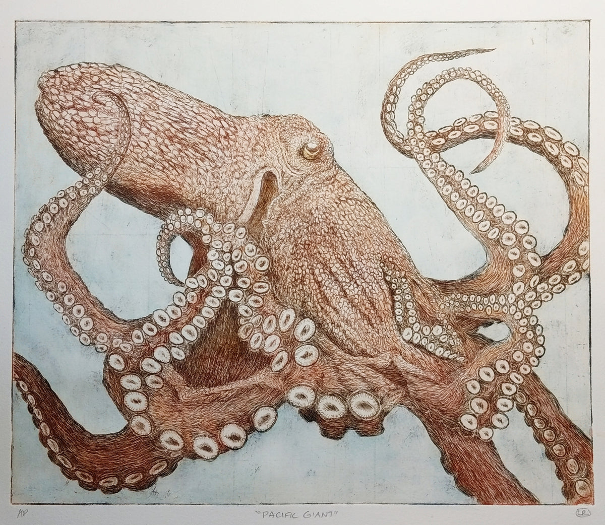 Pacific Giant Octopus - light hand tinted version (one of a kind)