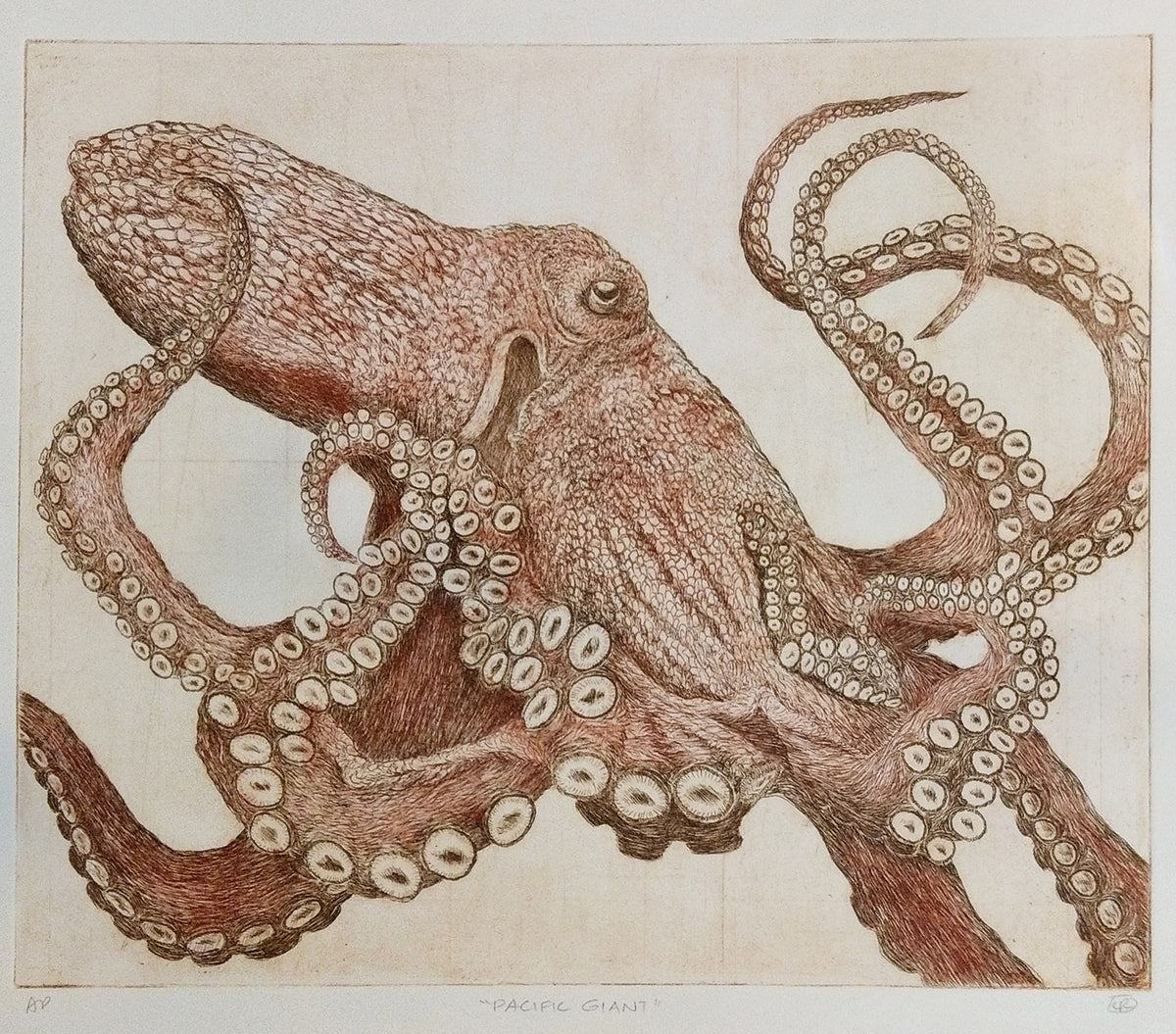 Pacific Giant Octopus a la poupée color version