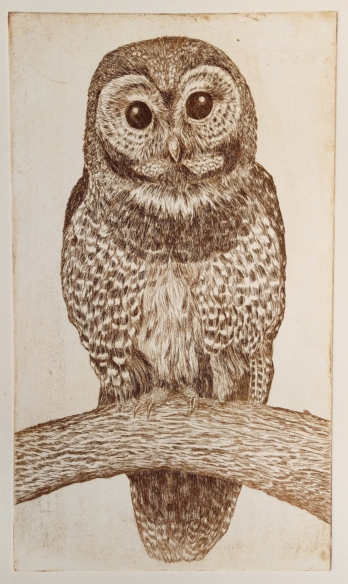 Spotted Owl Etching